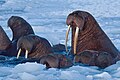 Walruses with tusks (Arctic Ocean)