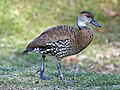 Sylvan Heights Waterfowl Park