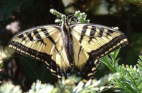 Papilio rutulus