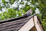 Thumbnail for File:White-Winged Dove (26621984093).jpg