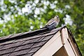 White-Winged Dove (26621984093).jpg