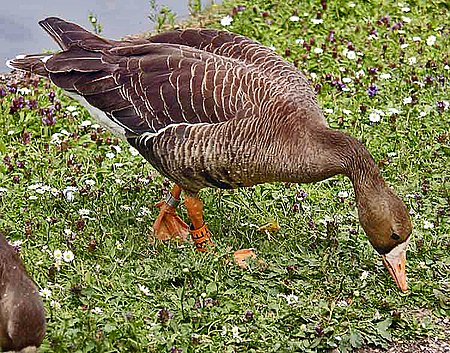 White-fronted.goose.750pix.jpg