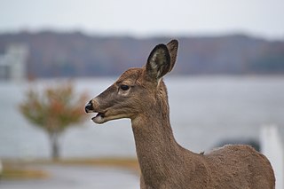 White-tailed deer formed the main meat in the diet of the inhabitants of Aguazuque White-tailed Deer (Odocoileus virginianus) (15498893548).jpg