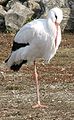 White Stork 22.jpg