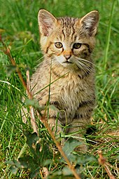 Europäische Wildkatze: Merkmale, Verbreitung und Lebensraum, Lebensweise und Verhalten