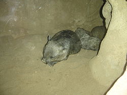 Wombats sleeping in a tunnel at Melbourne Zoo. Wombat at melbourne zoo.jpg