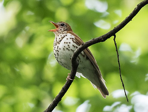Wood thrush in the Central Park Ramble