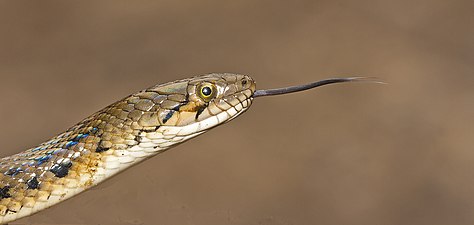 Head