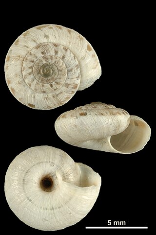 <i>Xerotricha renei</i> Species of gastropod