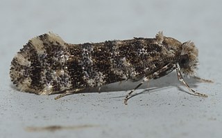 <i>Xylesthia</i> Genus of moths