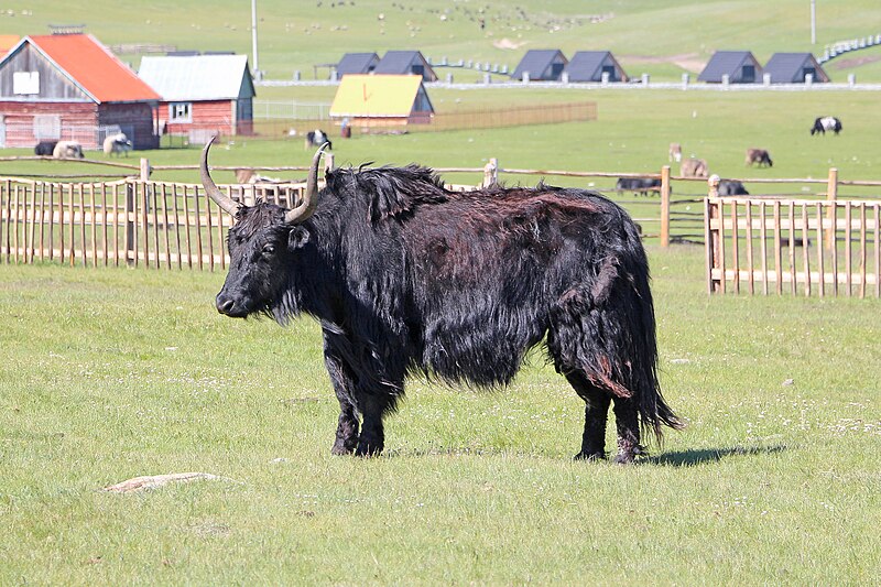 File:Yak in Khövsgöl 02.jpg