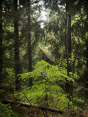 Young beech in spruce forest