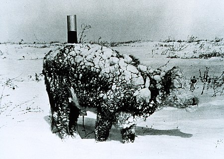 Tập_tin:Young_steer_after_blizzard_-_NOAA.jpg