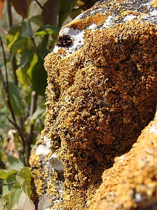 <i>Zeroviella</i> Genus of lichens