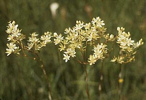 ZigadenusGlaberrimus.jpg