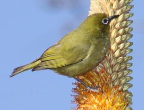 Описание изображения Zosterops pallidus.jpg.