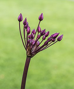 Butomus umbellatus (Flowering Rush)