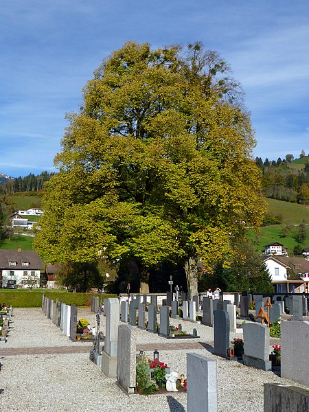 File:Zwei Linden (Ludesch).jpg