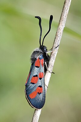 Zygaena rhadamanthus