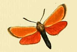 Zygaena rubicundus