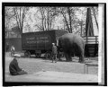 "Nellie" pet of Johnny J. Jones Circus, 4-22-25 LCCN2016839673.tif