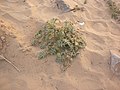 'Dare devil' in land of sand-Cactus (Rajasthan).jpg