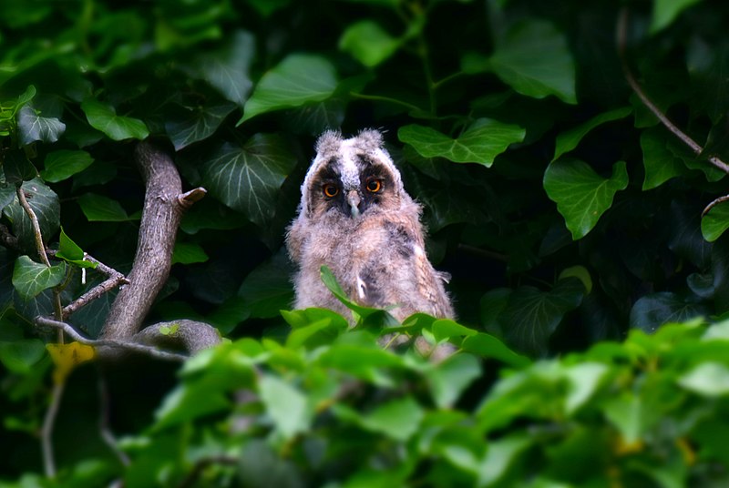 File:Горска ушата сова (Asio otus).jpg