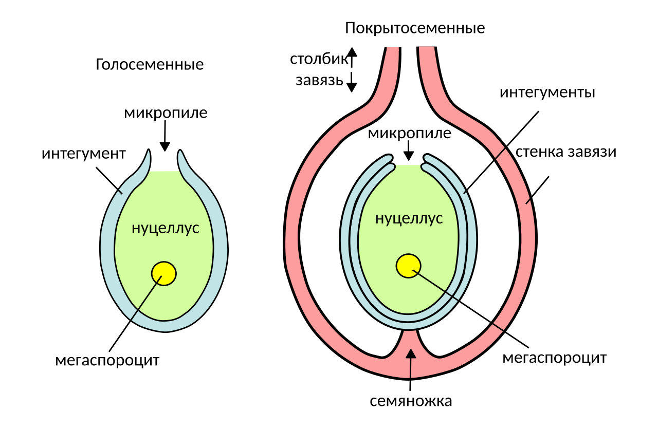 Мужские гаметы покрытосеменных. Семязачаток покрытосеменных растений. Материнская клетка мегаспоры. Схема семязачатка покрытосеменных. Семязачаток цветковых.