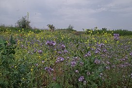 Фацелија на нива во Сирково, Македонија