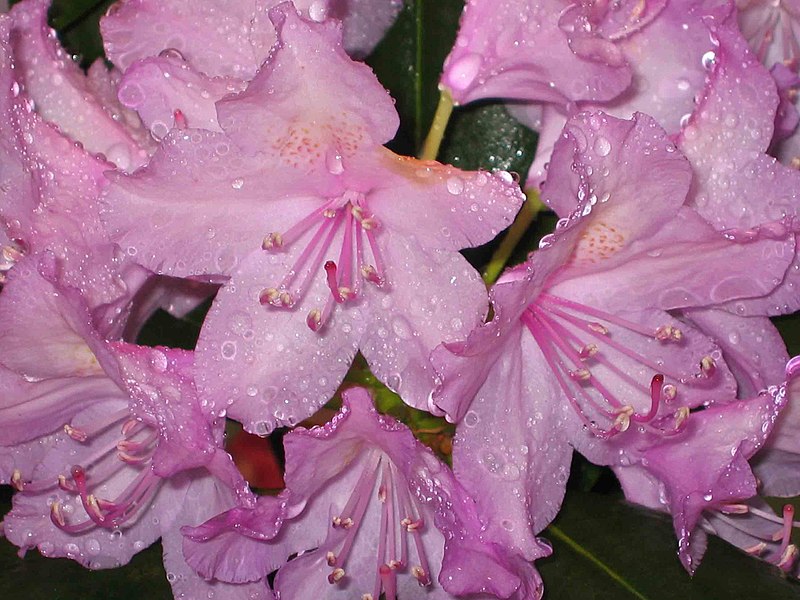 File:高山杜鵑 Rhododendron lapponicum -香港花展 Hong Kong Flower Show- (9190645817).jpg