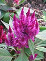 鳳尾雞冠花 Celosia spicata -香港動植物公園 Hong Kong Botanical Garden- (9200963628).jpg