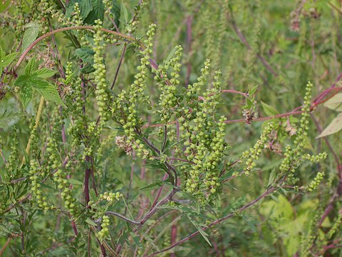 Яблоня амброзия описание фото. Ambrosia artemisiifolia Linnaeus. Амброзия смешанная. Амброзия 3. Амброзия коробочка.