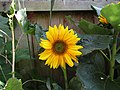 -2019-07-23 Sunflower bloom, Trimingham, Norfolk (1).JPG