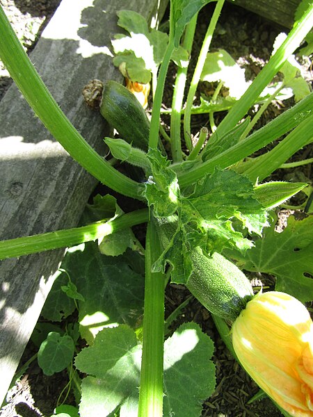 File:-2022-08-09 Forming fruit, courgette, Trimingham.JPG