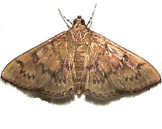 <i>Psara obscuralis</i> Species of moth