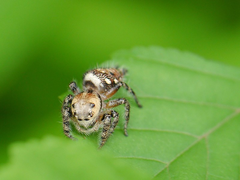 File:... spider -- jumping spider -- Hyllus sp. (7985066313).jpg