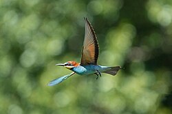 Wild European bee-eater in flight at Pfyn-Finges Licensing: CC-BY-SA-4.0