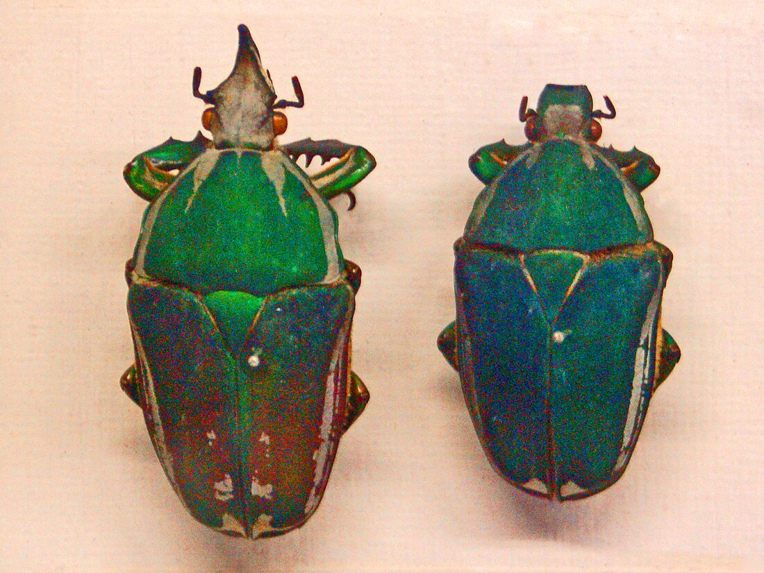 Mecynorhina torquata