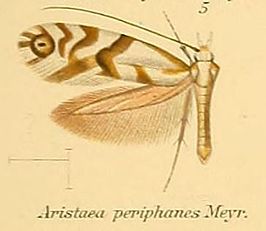 Aristaea periphanes