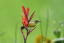 Female in Uganda