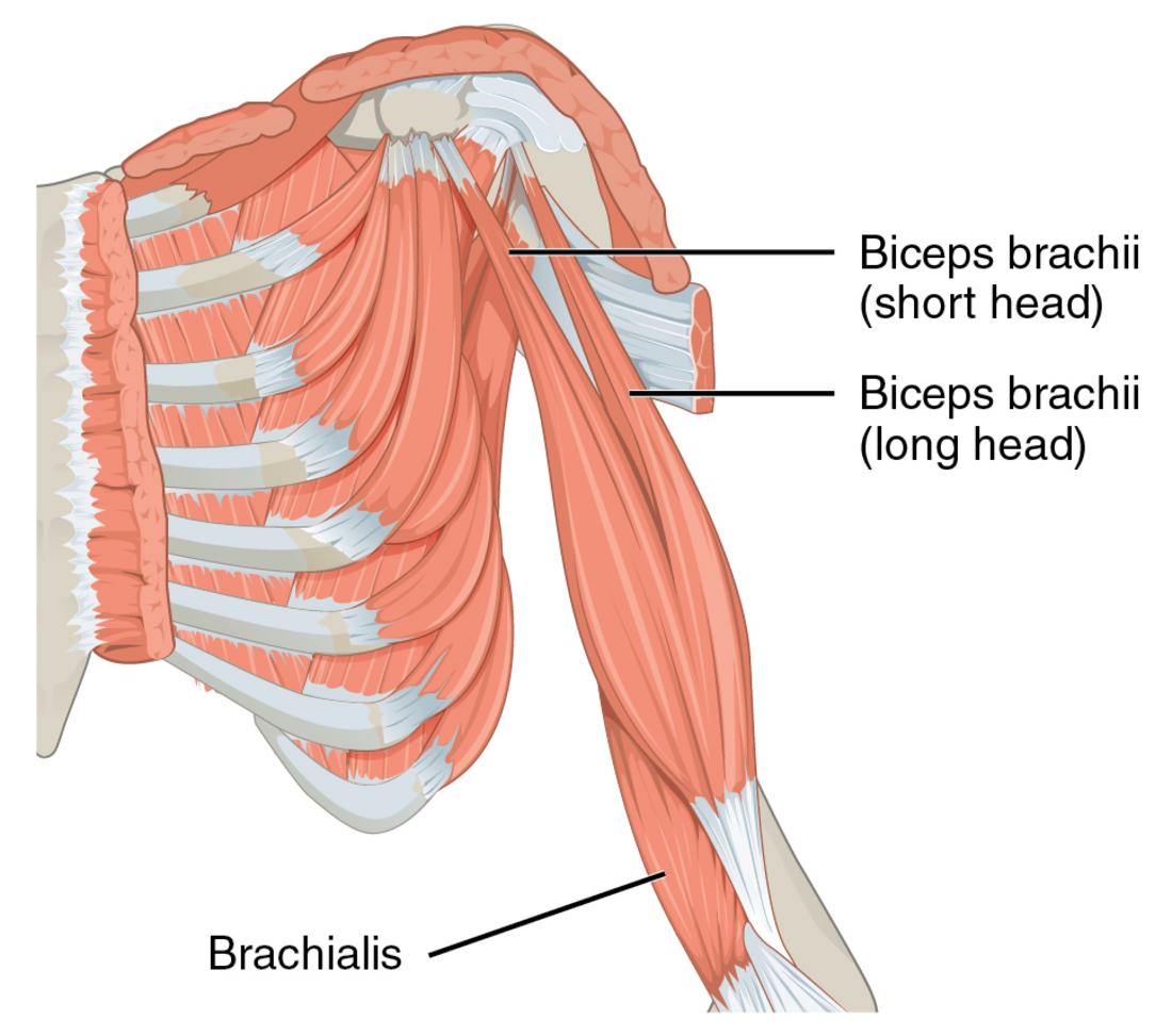 Bíceps