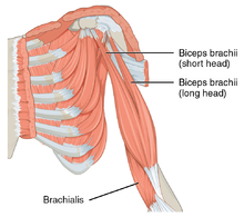 Torn Shoulder Labrum: Causes, Symptoms, Treatment, Recovery