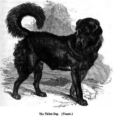 Tibetan dog from the 1850s