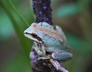 <i>Pseudacris sierra</i> Species of amphibian