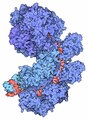 Cascade complex of Type I CRISPR, Goodsell MotM 181