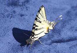 1838 Papilio.JPG