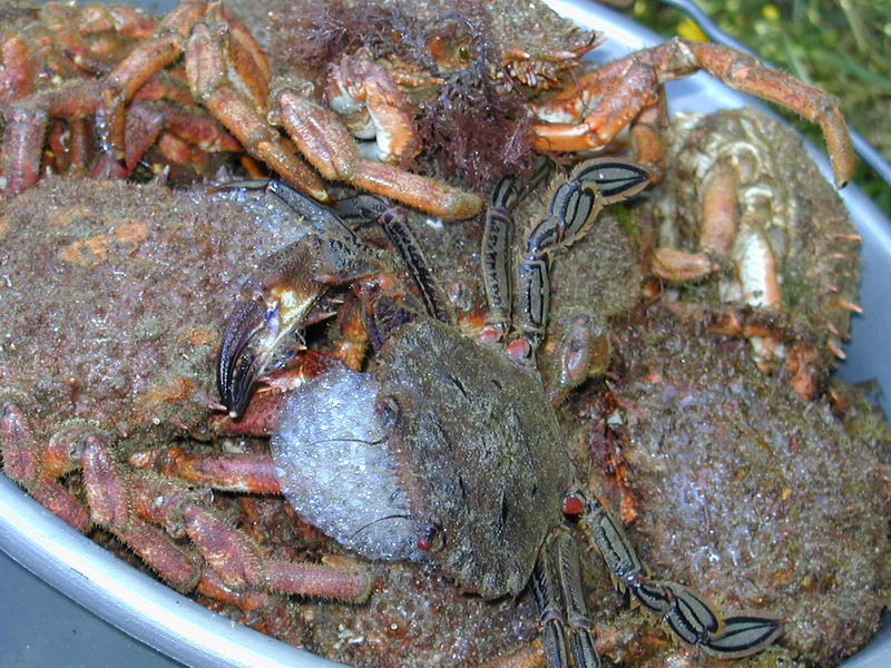 File:200506-Shellfishes 1.JPG