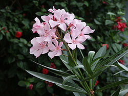 Oleander (Nerie oleander)