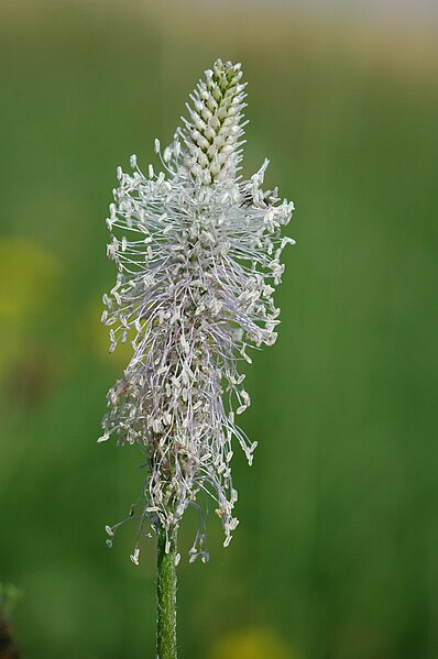 File:2010-07-01 (29) Plantago media Guntersblum.jpg