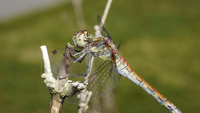 File:2012.09.07.-04-Vogelstangsee Mannheim-Große Heidelibelle-Weibchen.jpg